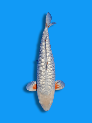 Big Scale Ginrin Ochiba | Koi&Co.